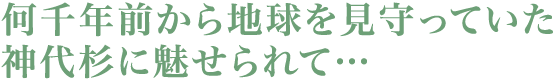 何千年前から地球を見守っていた神代杉に魅せられて…